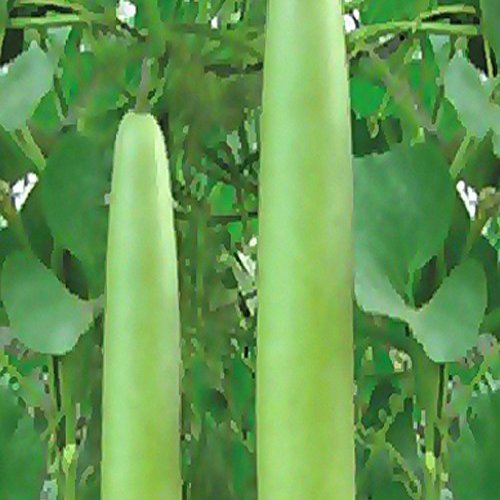 Fresh Organic Bottle Gourd Shelf Life Months At Best Price In