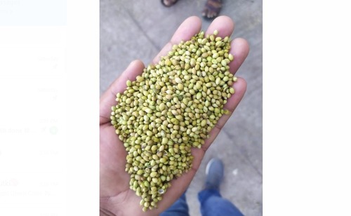 Pure And Organic Green Color Susthira Dried And Cleaned Coriander