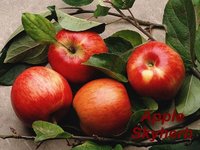 Apple Polyphenols
