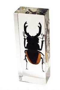Real Insect Amber Paper Weight