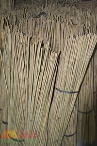 Tonkin Bamboo Pole