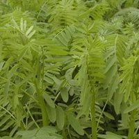 Astragalus Polysaccharides