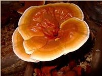 Reishi Mushroom Extract (Polysaccharides And Triterpenoids)