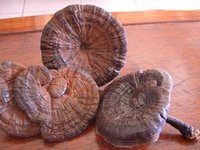 Ganoderan And Ganoderma Polysaccharides Ganoderma Lucidum Extract