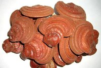 Polysaccharides 10% Reishi Extract