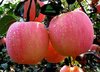 Fresh Apple Fruit Extract