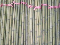 Bamboo Sticks