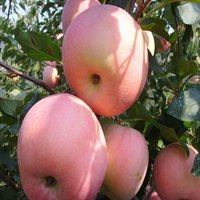 Fuji Apple