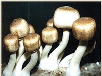 Agaricus Blazei Extract-Polysaccharides And Steroids