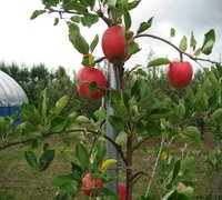 Apple Extract