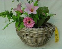 Willow Hanging Baskets