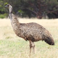 EMU & EMU Products