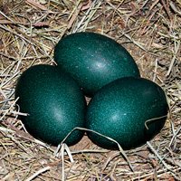 EMU Eggs
