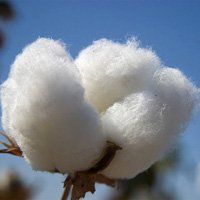 Raw Cotton & Cotton Waste