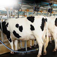 Animal Husbandry