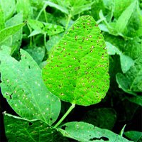 Fungicides