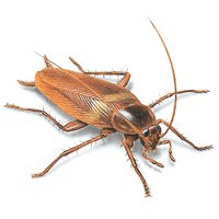 Pest Control Products