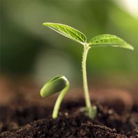 Plant Growth Regulator