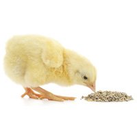 Poultry Feed Supplements