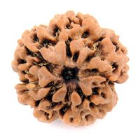 Rudraksha