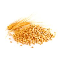 Wheat