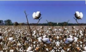 Cotton  agric