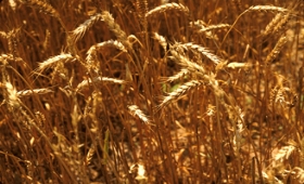Wheat agric