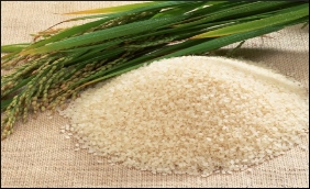 Rice agric