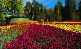 Flower agric