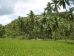 Rice Field agric THMB