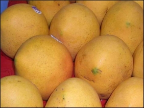 Mango agric
