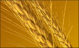 Wheat.9.jpg