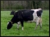 Dairy.9.Thmb.jpg