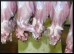 Slaughterhouse.9.Thmb.jpg
