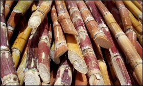 Sugarcane.9.jpg