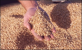 wheat grain