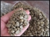 Coffee.Green.9.Thmb.jpg
