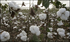 Cotton.9.jpg