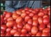 Tomato.9.Thmb.jpg