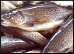 Trout.9.Thmb.jpg