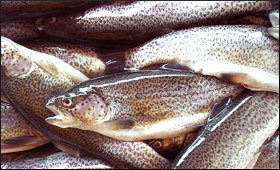 Trout.9.jpg