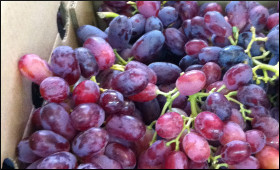grapes.9.jpg