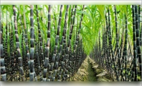sugarcane.jpg