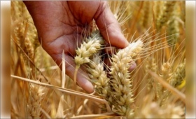 wheat-2.jpg