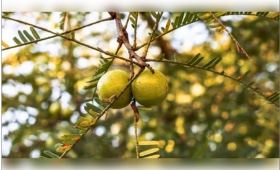 fruits.jpg