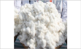 cotton.jpg