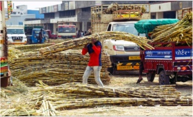 sugarcane.jpg
