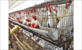poultry.jpg