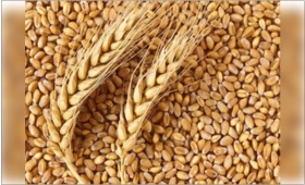 wheat.jpg