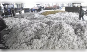cotton1.jpg